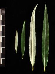 Salix viminalis. Range of leaves from a single branchlet showing proximal to distal.
 Image: D. Glenny © Landcare Research 2020 CC BY 4.0